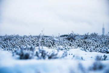 Heide in winterrust