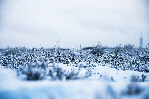 Heather in winter dormancy