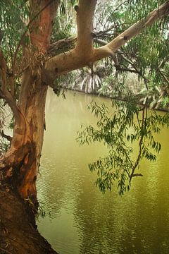 Tree over the water of the Jordan River. slow water, drooping branches, a symbol of baptism