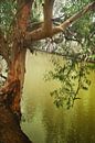 Tree over the water of the Jordan River. slow water, drooping branches, a symbol of baptism by Michael Semenov thumbnail