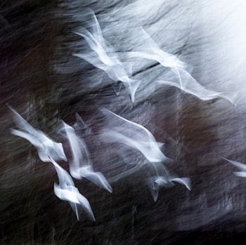 Freedom is calling ...