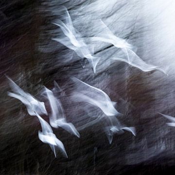 gulls in flight by Guido Rooseleer