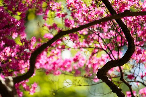 Compositie met bloesemtakken