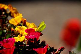 Een vlinder op kleurrijke bloemen