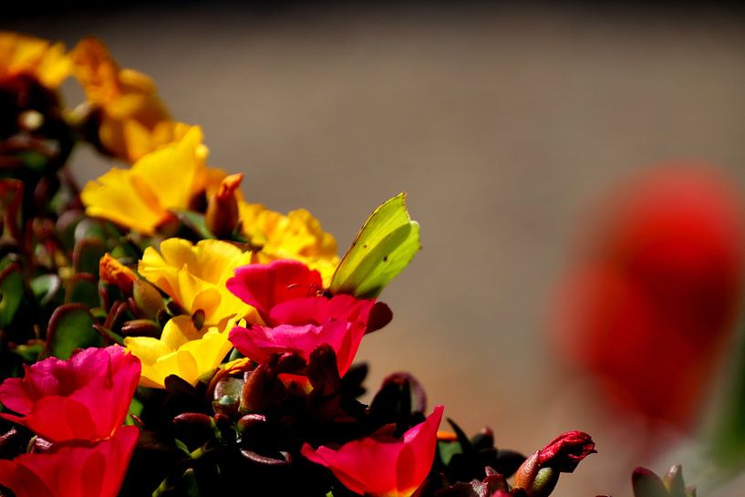 Een vlinder op kleurrijke bloemen van Paul Emons