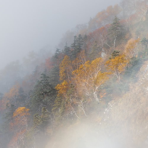 Autumn colours in the mist