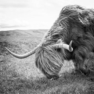 Elegantie van de Schotse Hooglander: Een Tijdloos Portret uit Isle of Skye van Eriks Photoshop