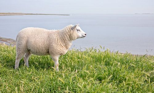 Lamm auf Texel. von Justin Sinner Photography (Fotograf auf Texel)