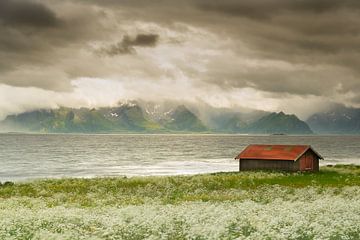 Beautiful light Boroya Vesteralen Norway sur Bas Verschoor