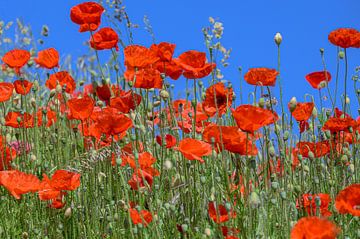 Mohnblumen gegen einen strahlend blauen Himmel