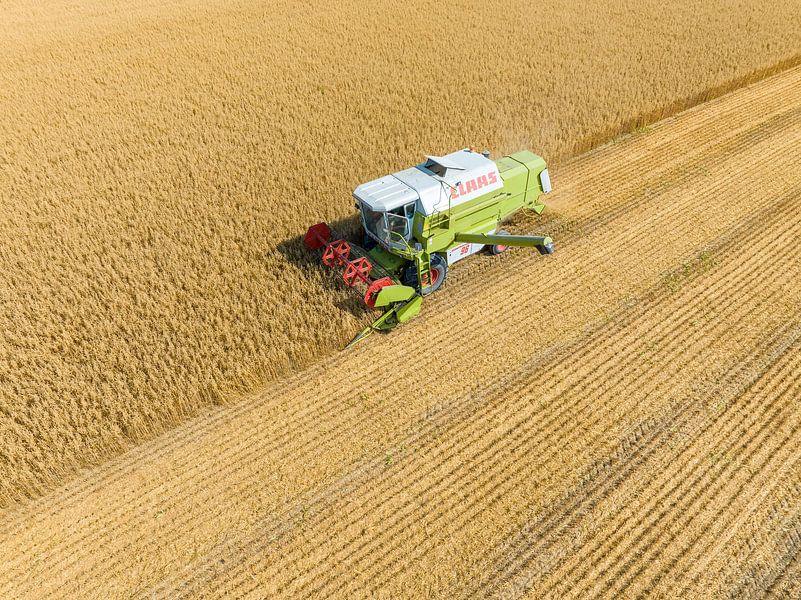 Tarweoogst tijdens zomerse droogte van Sjoerd van der Wal Fotografie