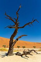 Sossusvlei Namibia (9)