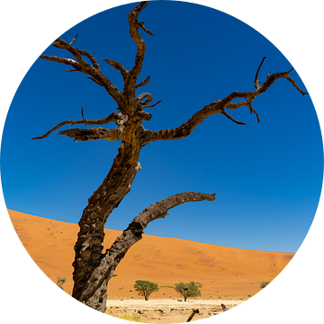 Sossusvlei Namibië (9) van Adelheid Smitt