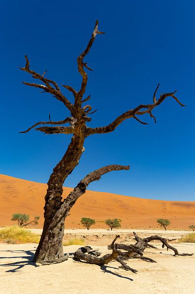 Sossusvlei Namibia (9) von Adelheid Smitt