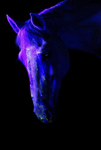 Portrait de cheval d'un autre monde