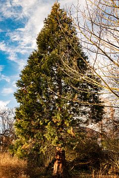 Dennenboom in het Hugo de Vriespark van thomaswphotography