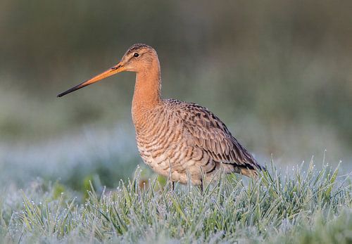 Barge à queue noire