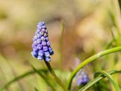 Muscari with a soft background by Ingrid Aanen thumbnail