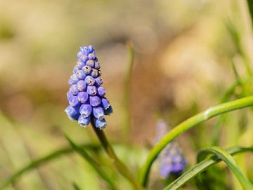 Blauw druifje met een softe achtergrond