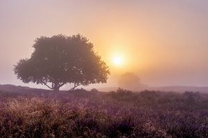 Purple dawn