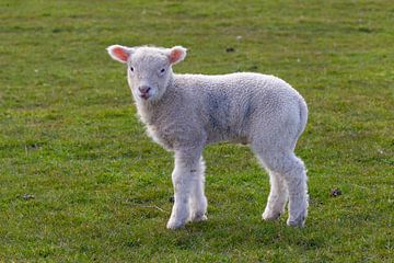 Mouton domestique-agneau