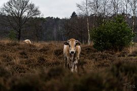 Hidden behind the heather by Tina Linssen