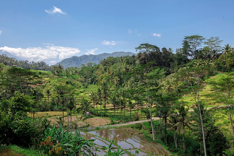 Erstaunliche Reisterrassen und einige Palmen um uns herum, Ubud, Bali, Indonesien von Tjeerd Kruse