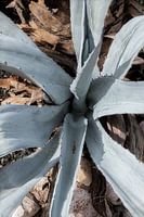 Succulentes en silence