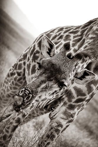 Girafe sur le Serengetti en Tanzanie, Afrique