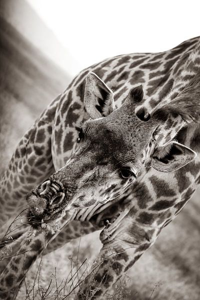Giraffe auf der Serengetti in Tansania, Afrika von Ginkgo Fotografie