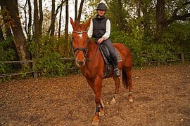 Training with the bay Oldenburg mare on a riding arena