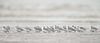 Bécasseaux sanderlings sur la plage sur Menno Schaefer Aperçu