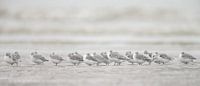 Bécasseaux sanderlings sur la plage par Menno Schaefer Aperçu