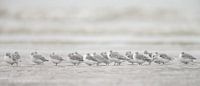 Sanderlings on the beach