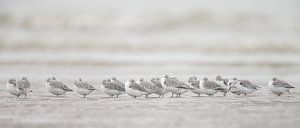 Drieteenstrandlopers op het strand