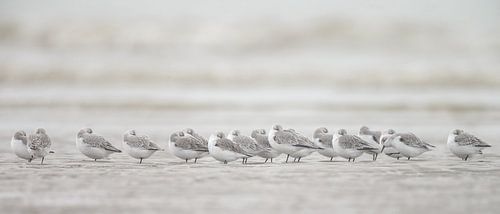 Sanderlings on the beach