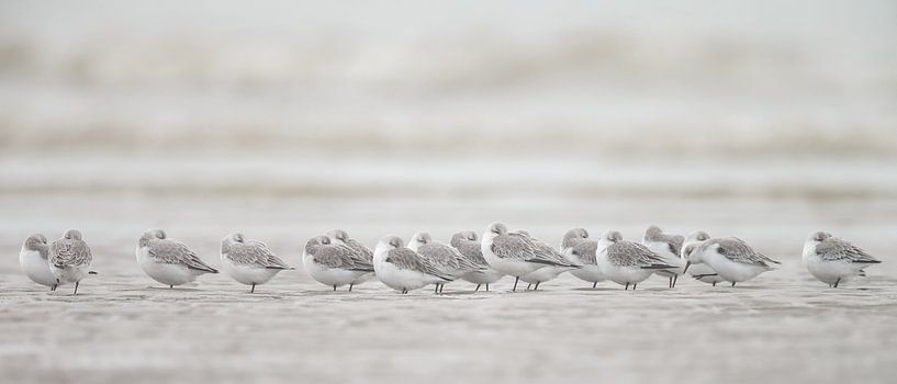 Bécasseaux sanderlings sur la plage sur Menno Schaefer