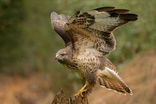 Buizerd komt aangevlogen