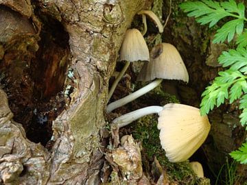 3 paddenstoelen in boom van Sanne Compeer
