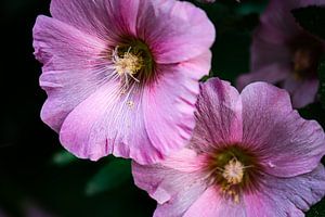 rosa Stockrose