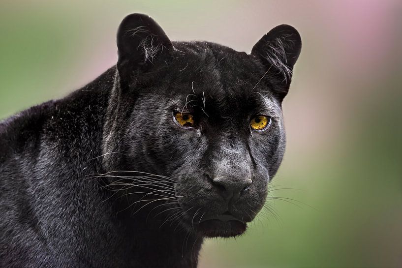 Black beauty by gea strucks