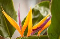 papagaaienplant