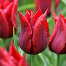 Rode tulp ('Lasting Love') van Peet Romijn thumbnail