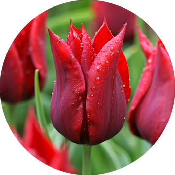 Rode tulp ('Lasting Love') van Peet Romijn