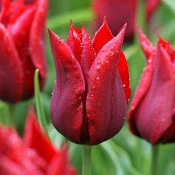 Rode tulp ('Lasting Love') van Peet Romijn