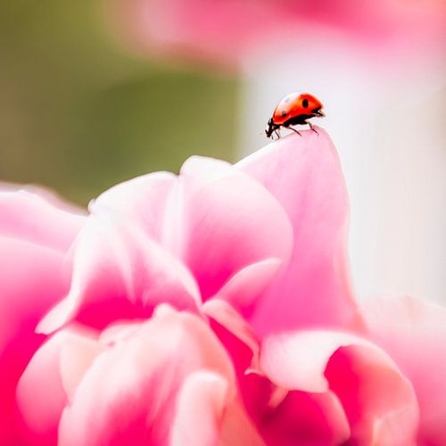 Ladybird in search of summer by Marja Lok