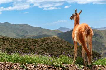 A Guanaco looks out over the Argentine mountains by Erwin Pilon