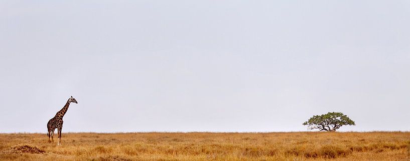 Giraffe Serengeti von Paul Jespers