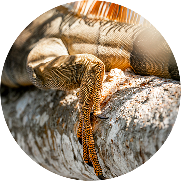 Subtiele Kracht - Detail van de Iguana van Femke Ketelaar