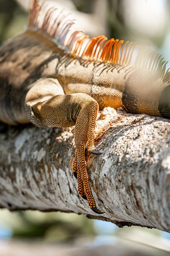 Subtiele Kracht Detail van de Iguana